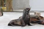 South African fur seal