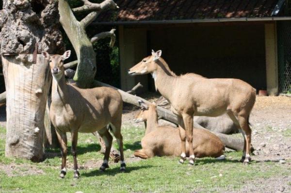 Nilgai