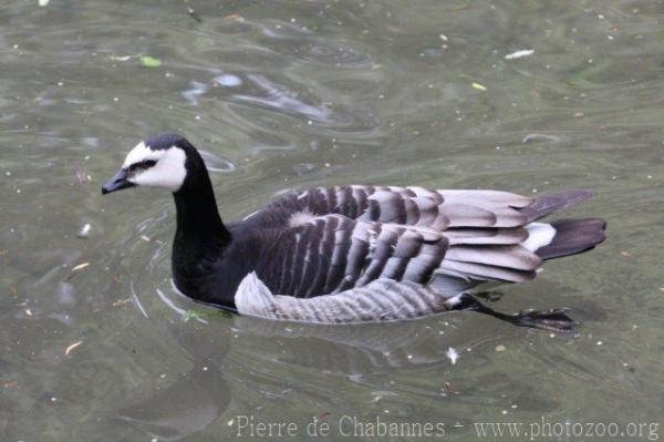 Barnacle goose