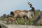 Turkmenistan markhor