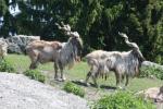 Turkmenistan markhor