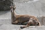 Alpine ibex