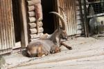 Alpine ibex