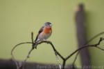 Red siskin