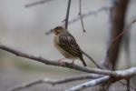 House finch