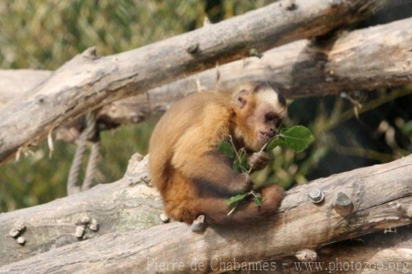 Bearded capuchin