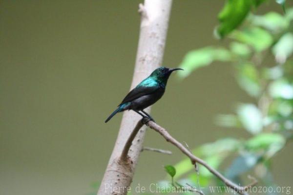 Orange-tufted sunbird