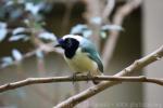 Green jay