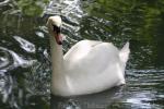 Mute swan