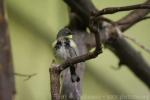 Yellow-rumped warbler