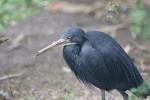 Western reef-egret