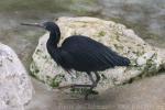 Western reef-egret