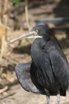 Western reef-egret