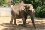 Asian elephant