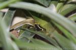 Three-striped poison frog