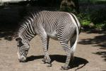 Grévy's zebra