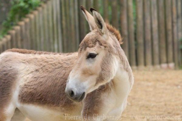 Persian onager