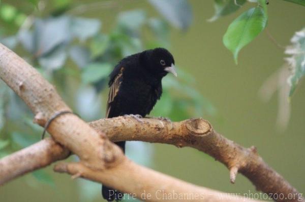 White-winged widowbird