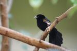 White-winged widowbird