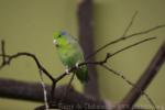 Pacific parrotlet