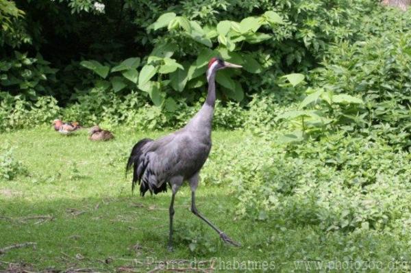 Eurasian crane