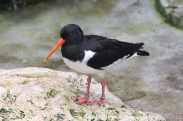 Eurasian Oystercatcher