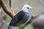 Asian black bulbul