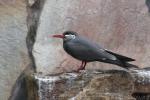 Inca tern