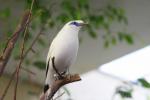 Bali myna