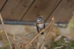 Bluethroat