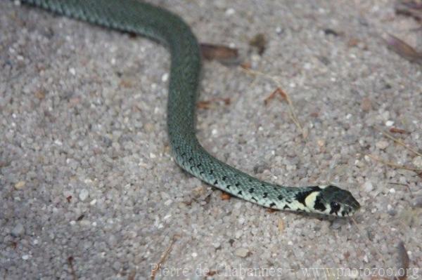 European grass snake