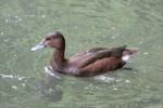 Rosy-billed pochard