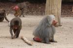 Hamadryas baboon