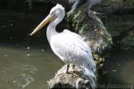 Dalmatian pelican