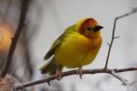 Taveta golden weaver