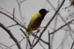 Golden-backed weaver