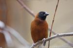 Chestnut weaver