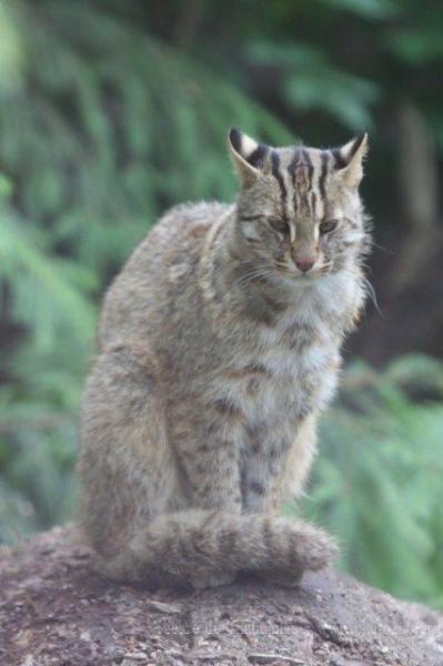 Siberian leopard-cat