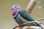 Pink-headed fruit-dove