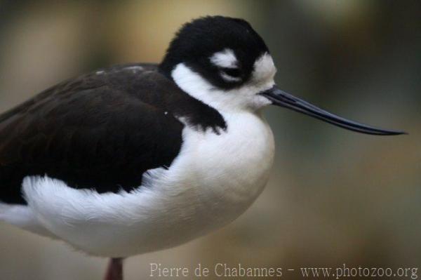 Pied avocet