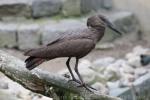 Hamerkop