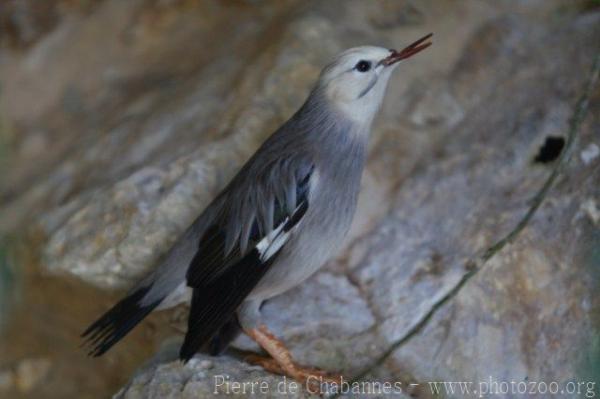 Red-billed starling