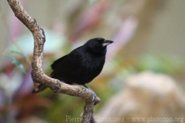 White-lined tanager