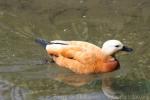 Ruddy shelduck