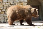 European brown bear