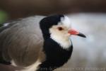 Long-toed lapwing