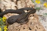 Common european adder