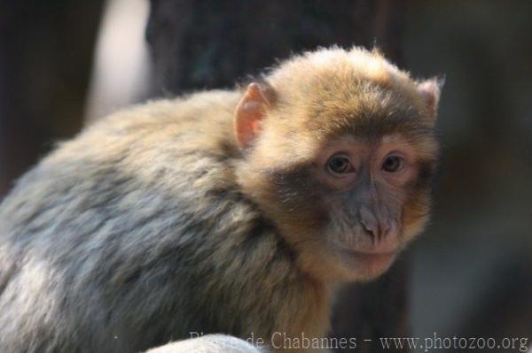 Barbary macaque