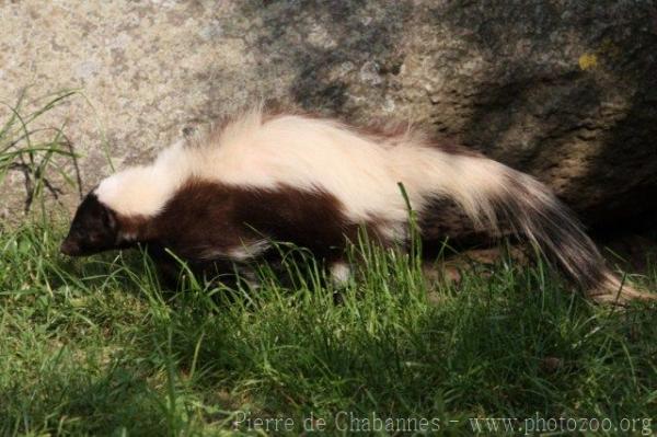 Striped skunk