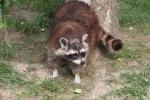 Northern raccoon